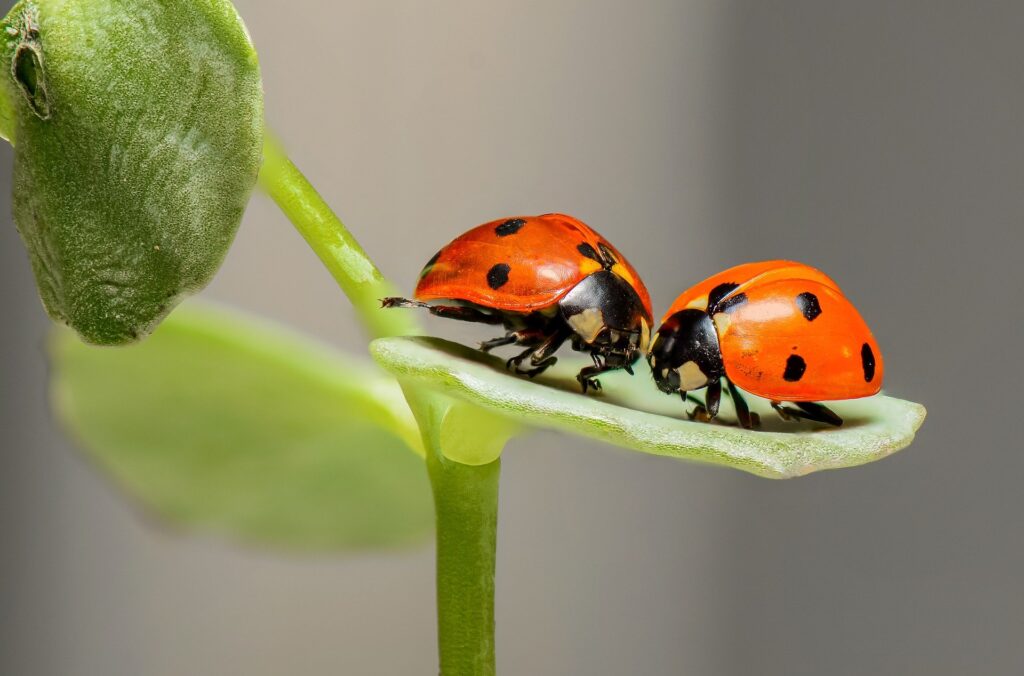 Mariquitas