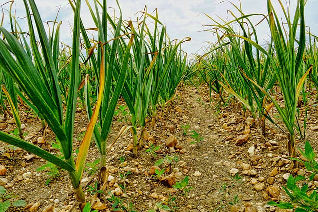 Como cultivar ajos en huerto casero