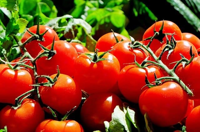 Como cultivar tomates en el huerto